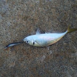 イワシパターンがハマりました