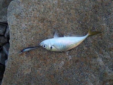 イワシパターンがハマりました