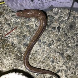 カレイ不発!でアナゴん