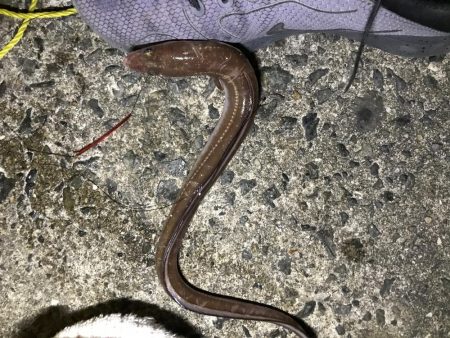 カレイ不発!でアナゴん