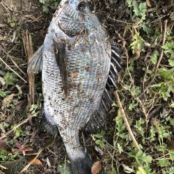 イチノ兄弟、釣果！