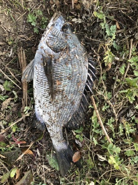 イチノ兄弟、釣果！