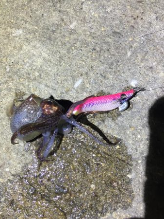 ファミリーヒイカ