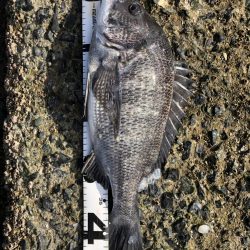 イチノ兄弟、釣果！