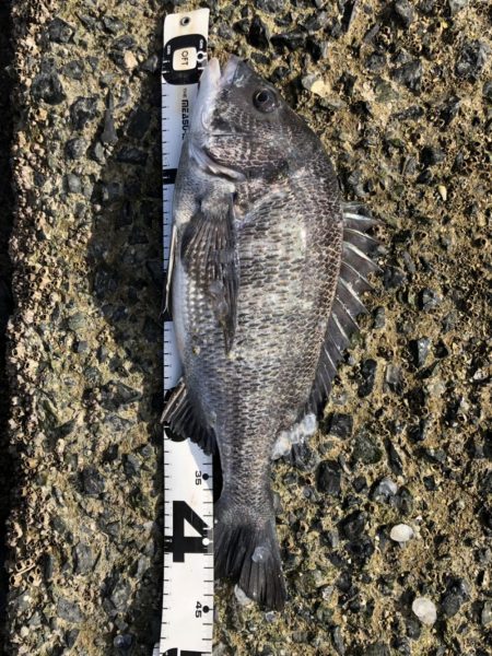 イチノ兄弟、釣果！