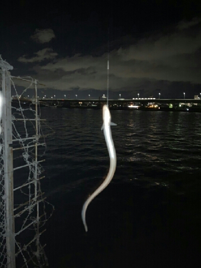 チャリ～ンチャリ～ンのにょろにょろ～