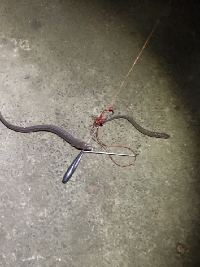 今年最後の釣行？