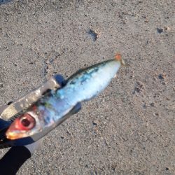 大潮３日目湾奥アジング