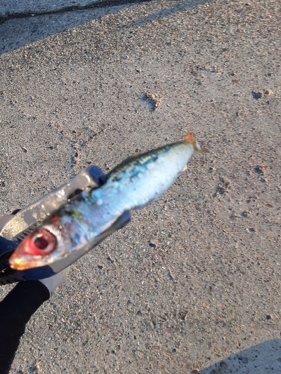 大潮３日目湾奥アジング