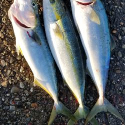 エギング青物　南はいいなぁ。