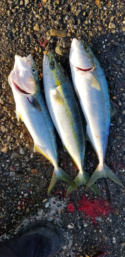 エギング青物　南はいいなぁ。