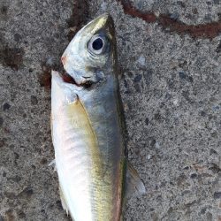 大潮４日目アジング