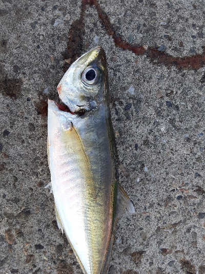 大潮４日目アジング