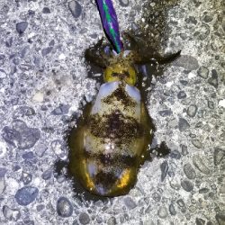 イカ　今季最大