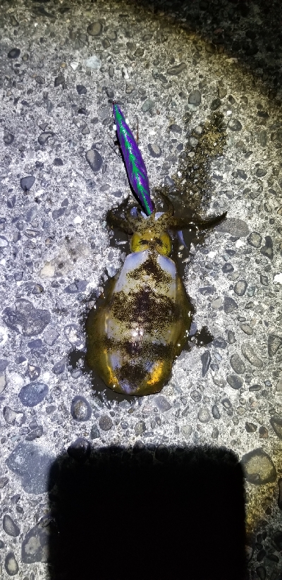 イカ　今季最大