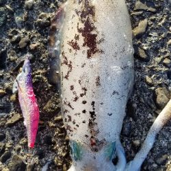 エギング 今年は終わりかな?