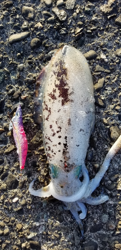 エギング　今年は終わりかな？