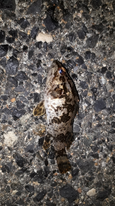 ロックマン魂炸裂