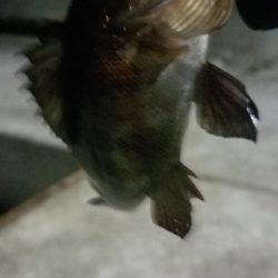 ライトゲーム　リール買い換え前の出撃