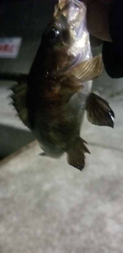 ライトゲーム　リール買い換え前の出撃