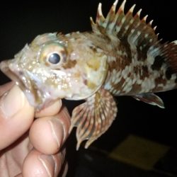 シーバスの外道?