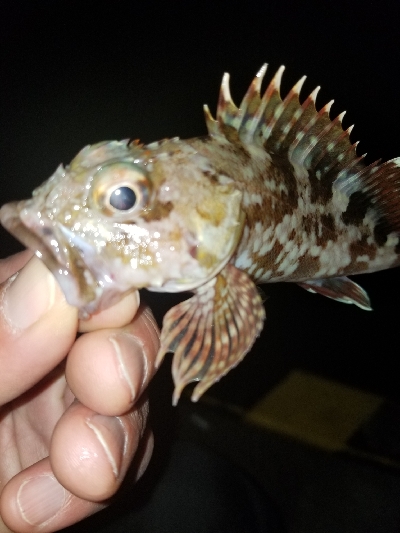 シーバスの外道?