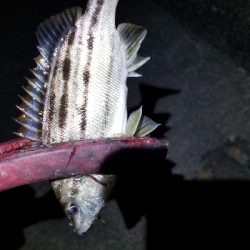 新リールで出撃