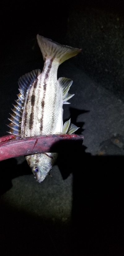 新リールで出撃