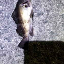 今季初アジング　成功！