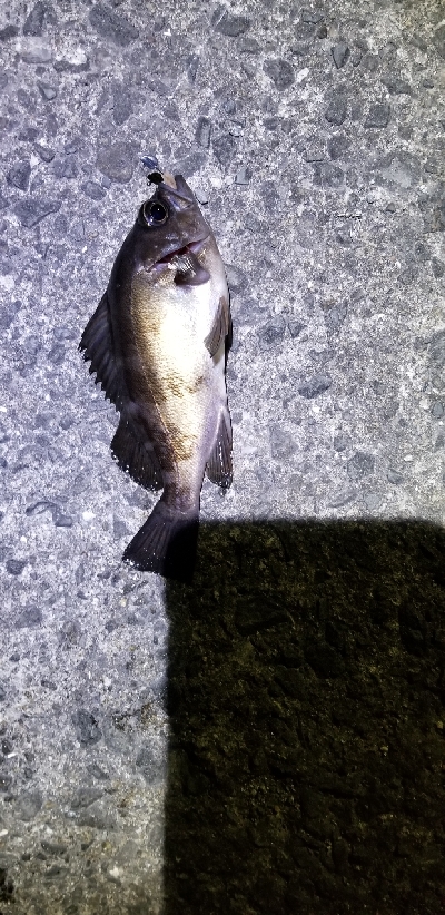 今季初アジング　成功！