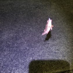 ワームフィッシング