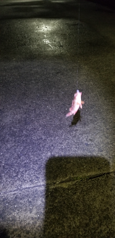 ワームフィッシング