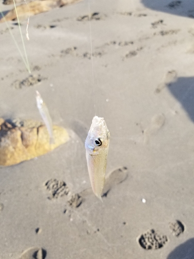 今年最後の釣行！
