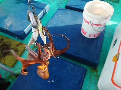 まるさ丸でタコ釣り