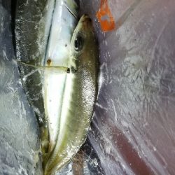 新ロッドで尺アジGET