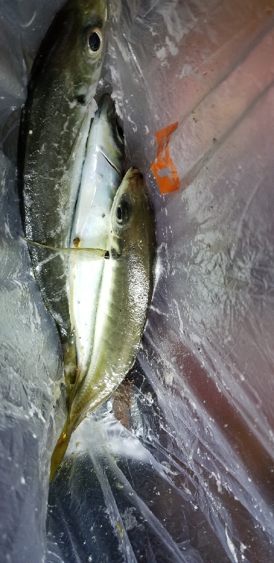 新ロッドで尺アジGET