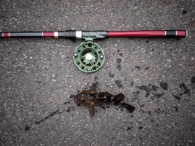 今年のシメはカサゴ君で