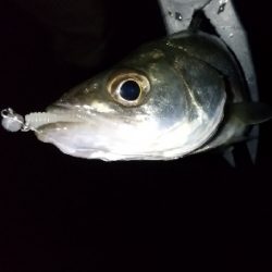 仕事帰りの部活動