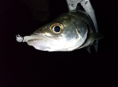 仕事帰りの部活動