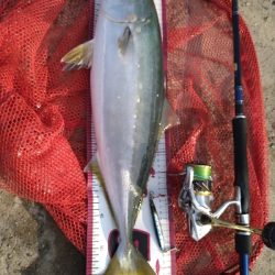 今年メジロ3本目!