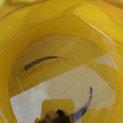 見たことない魚