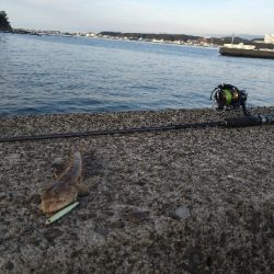 年内釣り納めにスーパーライトショアジギング