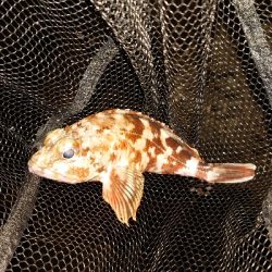 アジングなのに