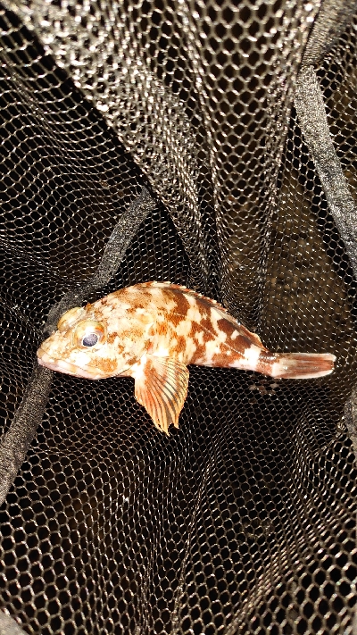 アジングなのに