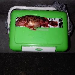 ガッシーくんは裏切らない