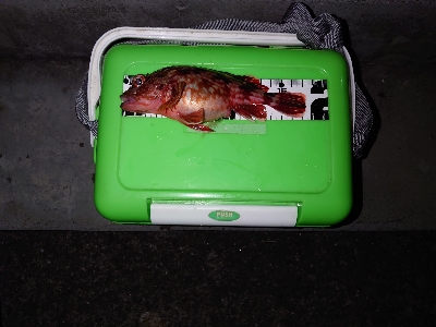 ガッシーくんは裏切らない