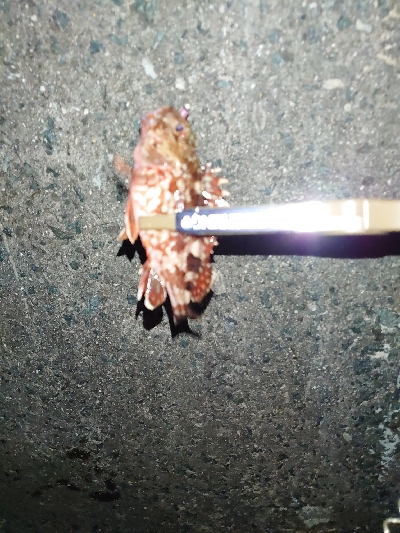 ガッシーくん２