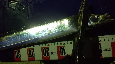 今季初尺アジと尺サバ