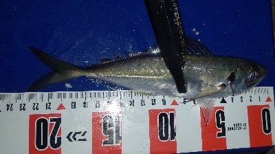 時速18なアジング