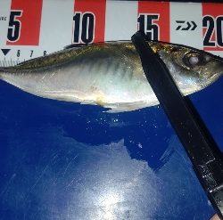 またまたアジングへ